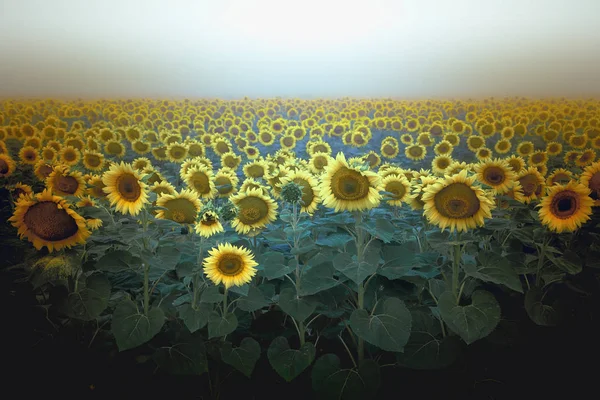 Des Tournesols Fleurs Lumineuses Dressent Dans Champ Sur Fond Ciel — Photo