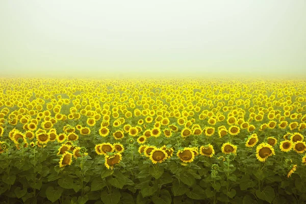 Des Tournesols Fleurs Lumineuses Dressent Dans Champ Sur Fond Ciel — Photo