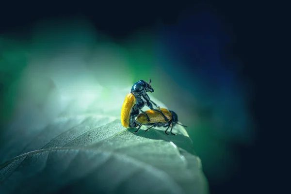Sex Insects Close Mating Delight Funny Scene Bright Toned Photo — Stock Photo, Image