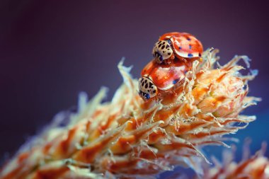 Böceklerin, ladybugs yakın çekim, sevinçle, eğlenceli bir çiftleşme seks sahnesi. Parlak, tonda fotoğraf, seçici odak. İlkbahar, yaz sezonu.