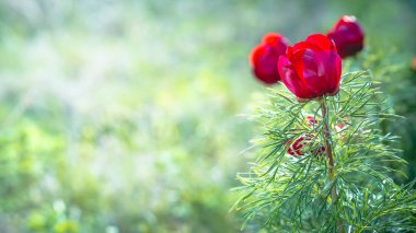 Yabani şakayık ince yapraklı (Paeonia tenuifolia), kendi doğal ortamında uygundur. Parlak dekoratif çiçek, Bahçe Peyzaj tasarımında popüler. Seçici odak.