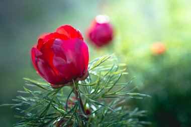 Yabani şakayık ince yapraklı (Paeonia tenuifolia), kendi doğal ortamında uygundur. Parlak dekoratif çiçek, Bahçe Peyzaj tasarımında popüler. Seçici odak.