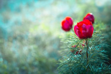 Yabani şakayık ince yapraklı (Paeonia tenuifolia), kendi doğal ortamında uygundur. Parlak dekoratif çiçek, Bahçe Peyzaj tasarımında popüler. Seçici odak.