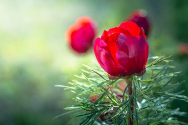 Yabani şakayık ince yapraklı (Paeonia tenuifolia), kendi doğal ortamında uygundur. Parlak dekoratif çiçek, Bahçe Peyzaj tasarımında popüler. Seçici odak.