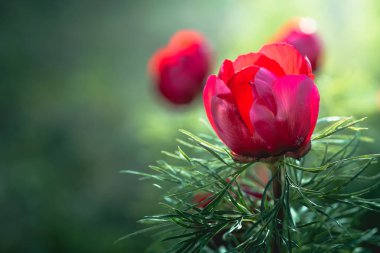 Yabani şakayık ince yapraklı (Paeonia tenuifolia), kendi doğal ortamında uygundur. Parlak dekoratif çiçek, Bahçe Peyzaj tasarımında popüler. Seçici odak.
