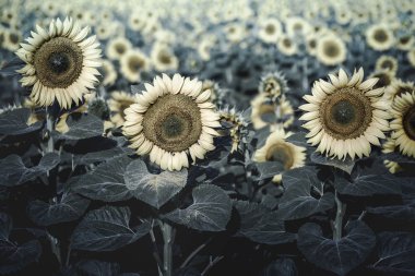 Ayçiçeği tarlası yaz akşamında, zengin bir hasat arka alacakaranlıkta çiçeklenme. Tonda fotoğraf, etiket tasarımı.