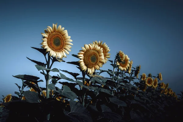 Flowering Field Sunflowers Twilight Summer Evening Background Rich Harvest Toned — Stock Photo, Image