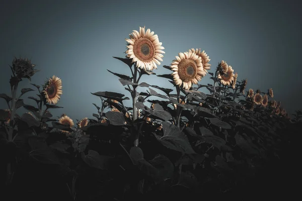 Flowering Field Sunflowers Twilight Summer Evening Background Rich Harvest Toned — Stock Photo, Image