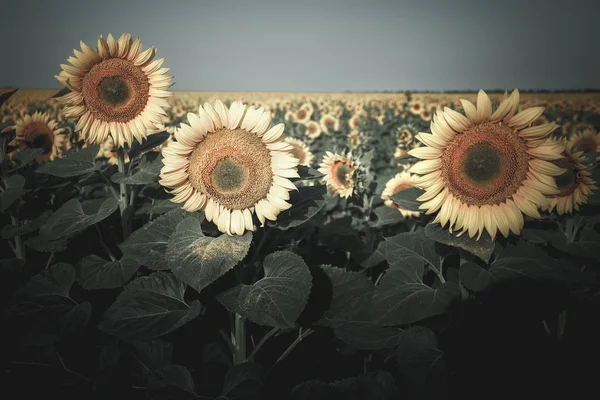 Flowering Field Sunflowers Twilight Summer Evening Background Rich Harvest Toned — Stock Photo, Image