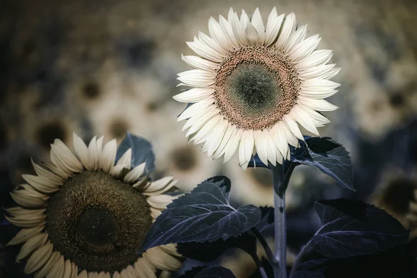 Girasoles Florecientes Cerca Crepúsculo Una Noche Verano Como Fondo Una — Foto de Stock