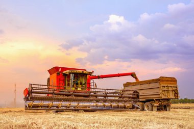 Hasat makinası makinenin gövdesine tahıl boşaltıyor. Arka planda, yaz günbatımının parlak gökyüzü.