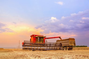 Hasat makinası makinenin gövdesine tahıl boşaltıyor. Arka planda, yaz günbatımının parlak gökyüzü.