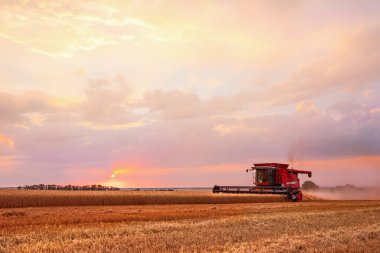 Hasat hasadını gün batımında tarlada birleştirin. Gelişmiş parlak ışık, seçici odak.
