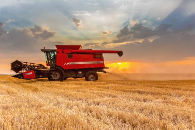 Hasat hasadını gün batımında tarlada birleştirin. Gelişmiş parlak ışık, seçici odak.