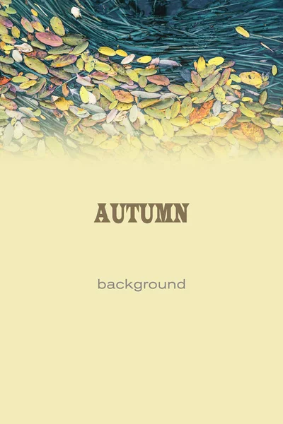 Natural Autumn Background Design Signs Postcards Banners Covers Menus Tinted — Stock Photo, Image