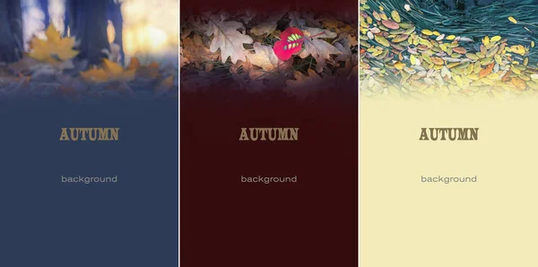 Set Three Natural Autumn Backgrounds Yellow Red Brown Leaves Tinted — Stock Photo, Image