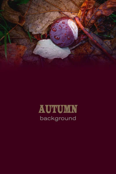 ポストカード バナー カバー メニューのデザインのための自然な秋の背景 写真のテント 選択的かつソフトフォーカス — ストック写真