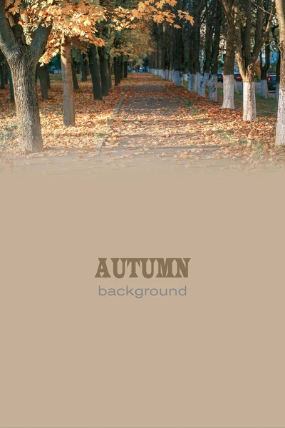 Fundo Natural Outono Para Design Sinais Cartões Postais Banners Capas — Fotografia de Stock