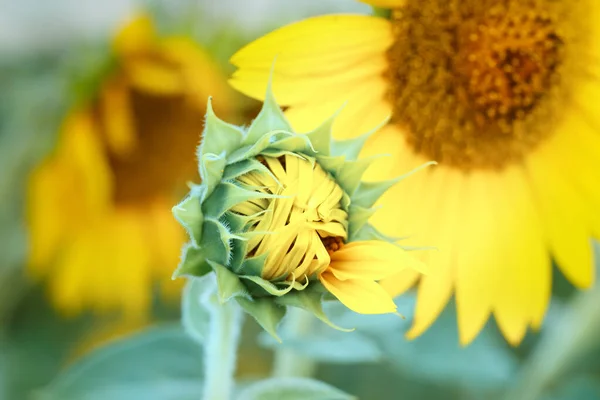 Yellow flower of sunflower close-up. The middle of the inflorescence and the petals.