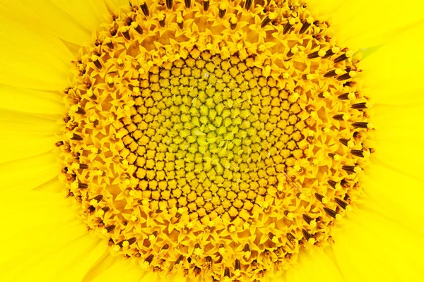 Yellow flower of sunflower close-up. The middle of the inflorescence and the petals.