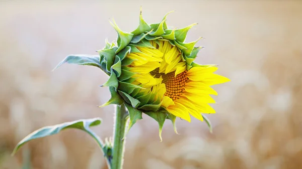 Tournesol Fleurit Une Seule Fleur Dans Champ Blé Lumineux Fond — Photo