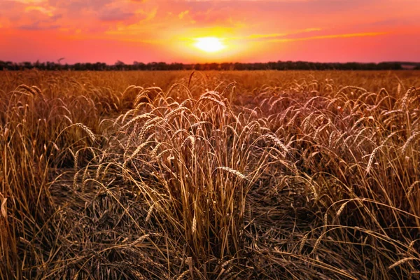Buğday tarlasında kırmızı altın gün batımı. Spikelets batan güneşle ufukta beliriyor..