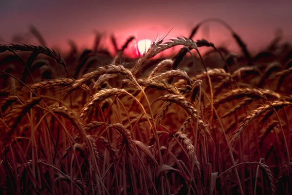 Las Espigas Trigo Acercan Puesta Del Sol Luz Brillante Mejorada —  Fotos de Stock