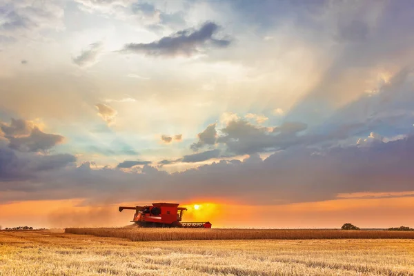 Combine Las Cosechas Cosechadoras Campo Atardecer Luz Brillante Mejorada Enfoque — Foto de Stock