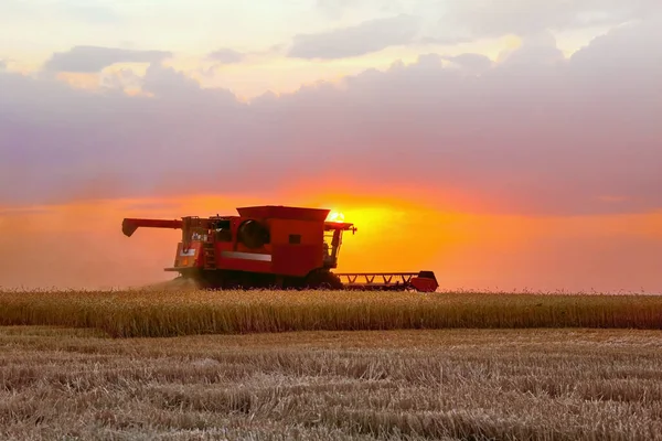 Combine Las Cosechas Cosechadoras Campo Atardecer Luz Brillante Mejorada Enfoque — Foto de Stock