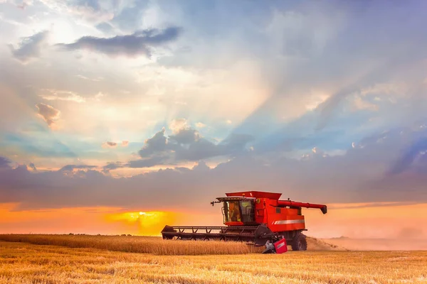 Combine Las Cosechas Cosechadoras Campo Atardecer Luz Brillante Mejorada Enfoque — Foto de Stock