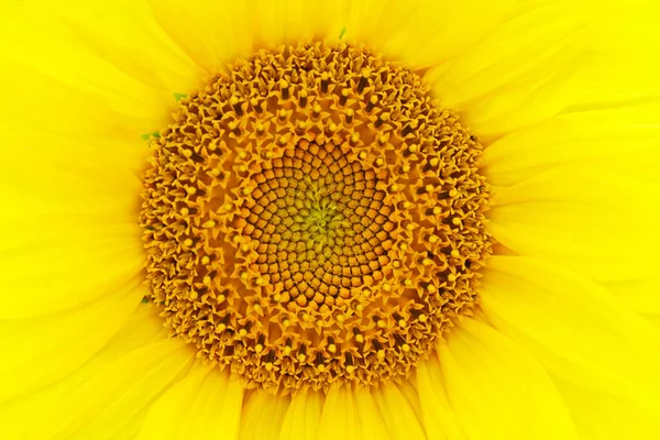 Ayçiçeğinin Sarı Çiçeği Yakın Plan Kabarcıkların Taç Yapraklarının Ortasında Stok Fotoğraf