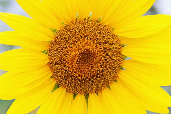 Ayçiçeğinin Sarı Çiçeği Yakın Plan Kabarcıkların Taç Yapraklarının Ortasında Stok Resim