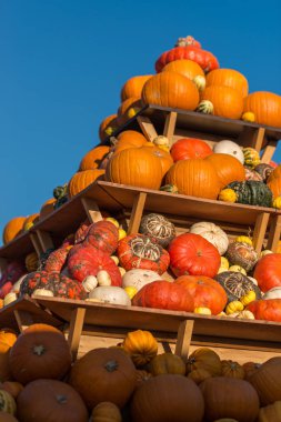 renkli kabaklar çiftçi piyasada bir sürü