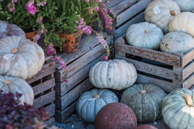 mavi, beyaz ve yeşil kabak 