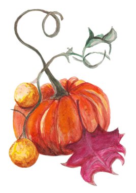 Turuncu kabak ile menekşe yaprak suluboya çizimi