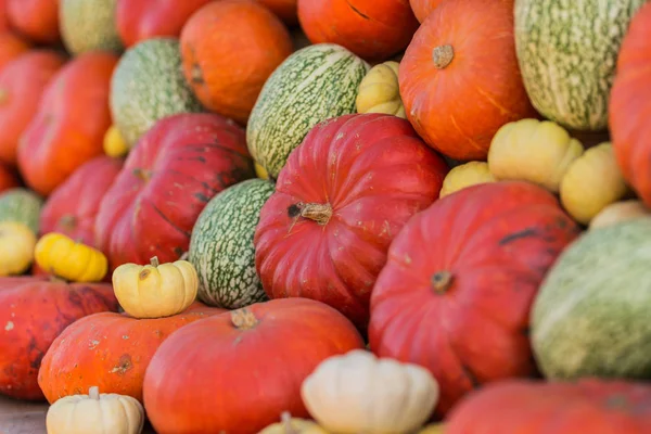 Um monte de abóboras coloridas no mercado agricultor — Fotografia de Stock