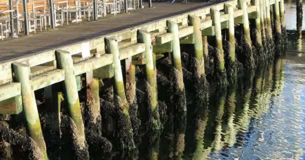 Zobacz Wharf Drewnianych Palach Odbicia — Wideo stockowe