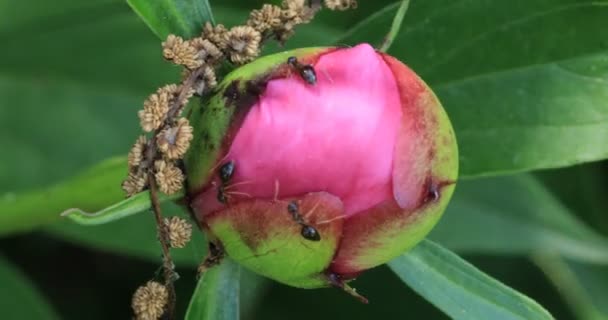 Hormigas Recibiendo Néctar Una Peonía — Vídeo de stock