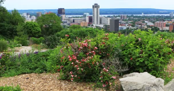 Hamilton Kanada Staden Centrerar Med Blommor Framtill — Stockvideo