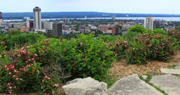 Blick Auf Hamilton Canada Skyline Mit Blumen Vordergrund — Stockvideo