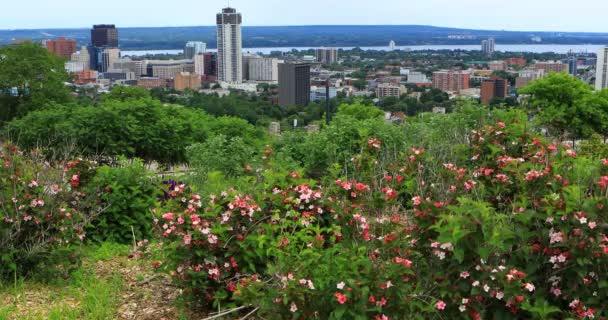 Vista Hamilton Canadá Centro Cidade Com Flores Primeiro Plano — Vídeo de Stock