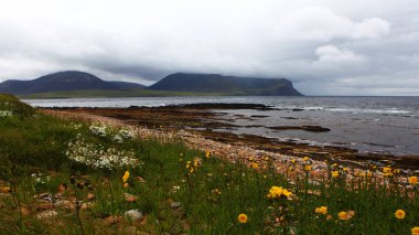 Warbeth Bay, Orkney çiçekli ön plan ile görünümünü