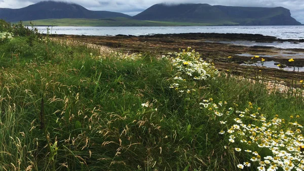 Vista Warbeth Bay Orkney Com Flores Frente — Fotografia de Stock