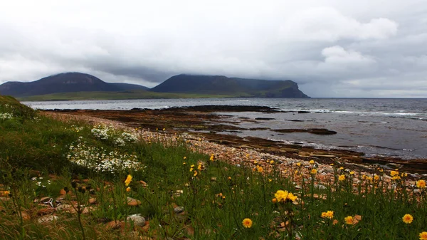 Utsikt Över Warbeth Bay Orkney Med Blomstrande Förgrund — Stockfoto
