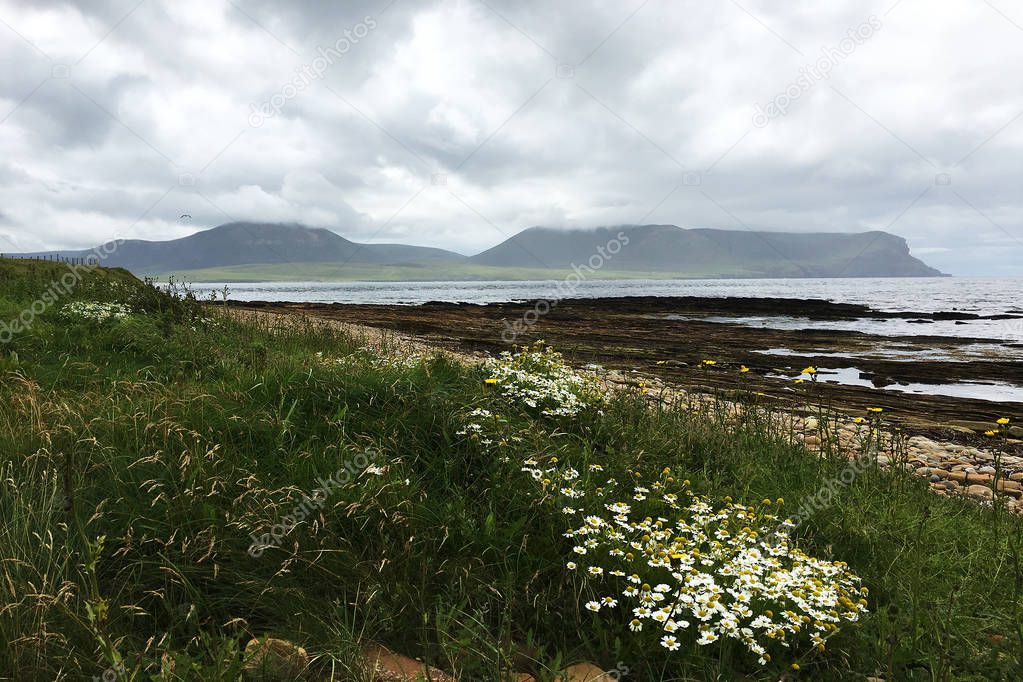 Warbeth Bay looking toward Hoy in Orkney with flowers