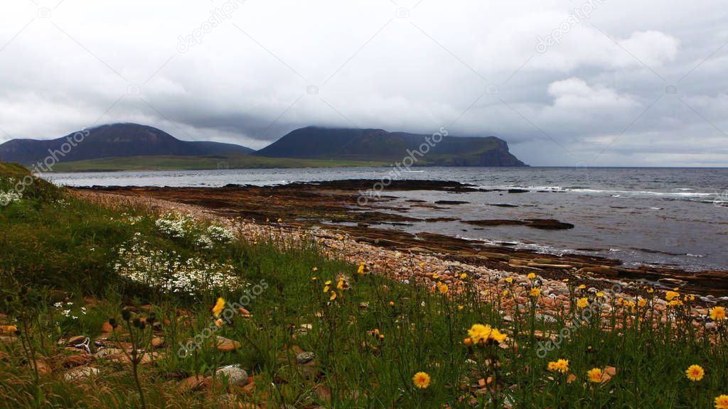 View of Warbeth Bay, Orkney with flowered foreground