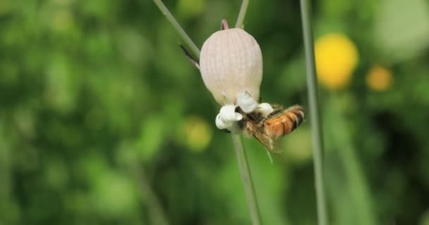 Včela Sběr Pylu Květ — Stock video