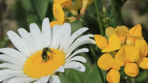 Bee Bloem Verzamelen Stuifmeel — Stockvideo