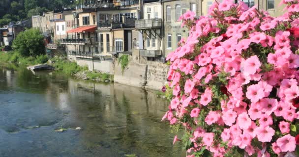 Grand River Bei Paris Kanada Mit Blumen Vor — Stockvideo