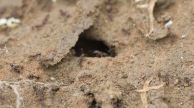 Rahatsız karıncalar onların larva taşıma